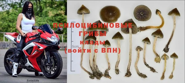 сатива Зеленокумск